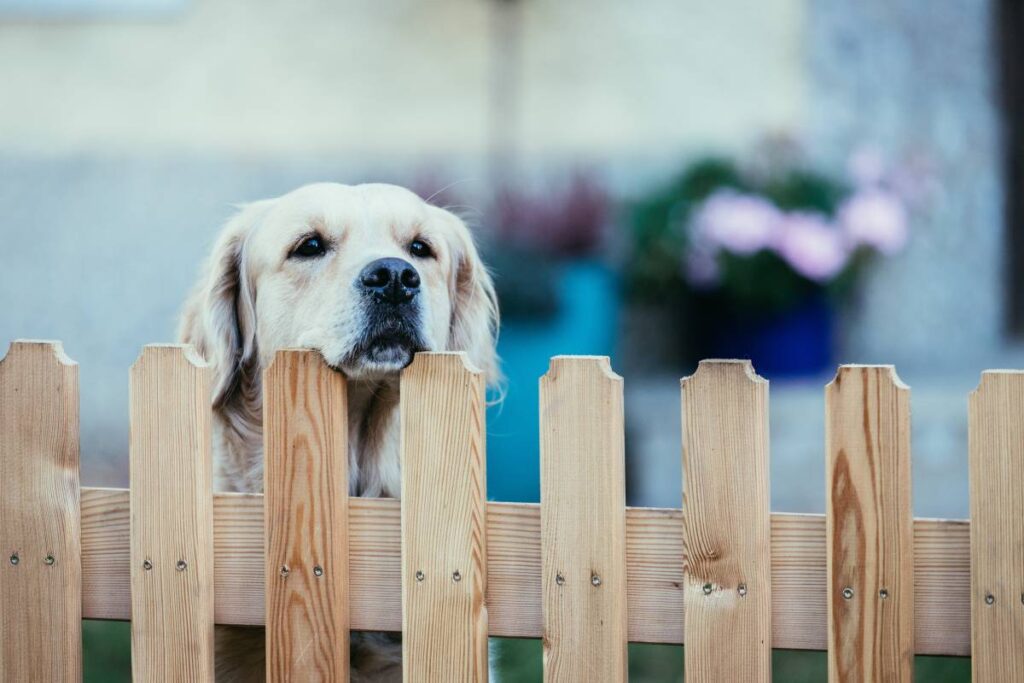 Dog standing behind a wooden picket fence outside a house near Nicholasville, KY