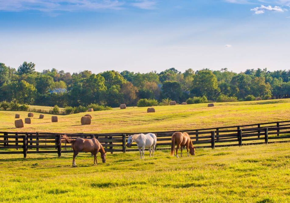 Horse farm enclosed by farm board fencing near Myers Fencing near Richmond, Kentucky (KY)